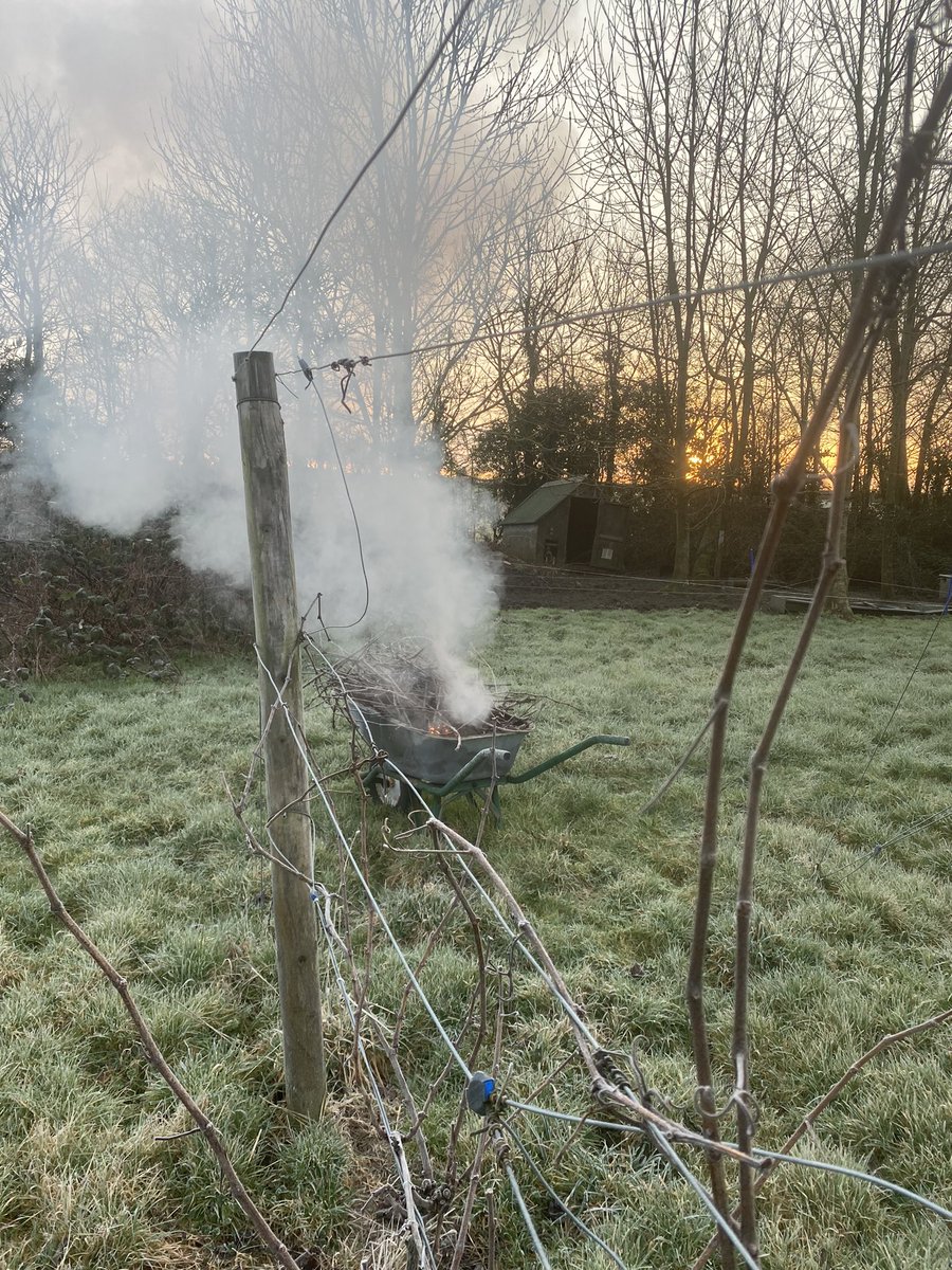 Dawn start to try and make inroads in the pruning. Late pruning. #englishwine #selfsufficiency #growyourown #vineyard #March2023 #gardenjobs #allotment