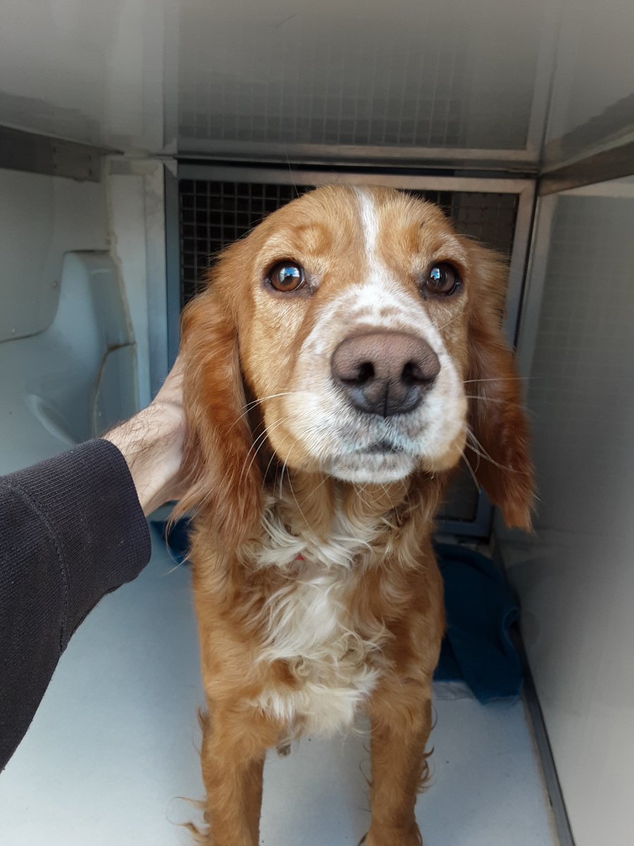 AdoptionsUk's tweet photo. Please retweet to HELP FIND THE OWNERS of these 4 dogs found #ENGLAND South #LONDON
FOUND
1 #BLETCHLEY
2 #STALBANS
3 #HAVERSHAM
4 #LUTON
Now all in council pounds. They could be missing from other regions. Please SHARE WIDLEY 🍀
DETAILS 👇
https://t.co/UUUz8P3mK9
#dogs https://t.co/R5YKeidxtH