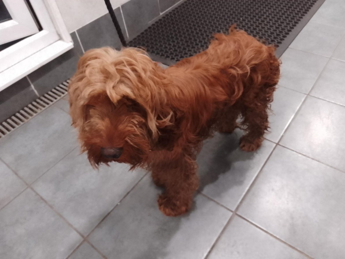 AdoptionsUk's tweet photo. Please retweet to HELP FIND THE OWNERS of these 4 dogs found #ENGLAND South #LONDON
FOUND
1 #BLETCHLEY
2 #STALBANS
3 #HAVERSHAM
4 #LUTON
Now all in council pounds. They could be missing from other regions. Please SHARE WIDLEY 🍀
DETAILS 👇
https://t.co/UUUz8P3mK9
#dogs https://t.co/R5YKeidxtH