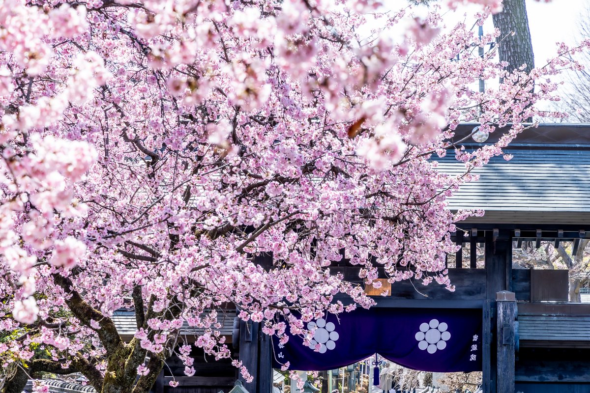 Cupolan's tweet photo. 密蔵院にいってきたきゅぽ😊🎵
ど～お😉?

#川口の桜 #安行寒桜 ＃密蔵院 https://t.co/k5E0sEOCgU