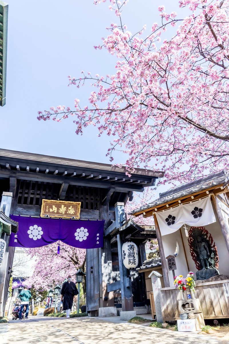 Cupolan's tweet photo. 密蔵院にいってきたきゅぽ😊🎵
ど～お😉?

#川口の桜 #安行寒桜 ＃密蔵院 https://t.co/k5E0sEOCgU