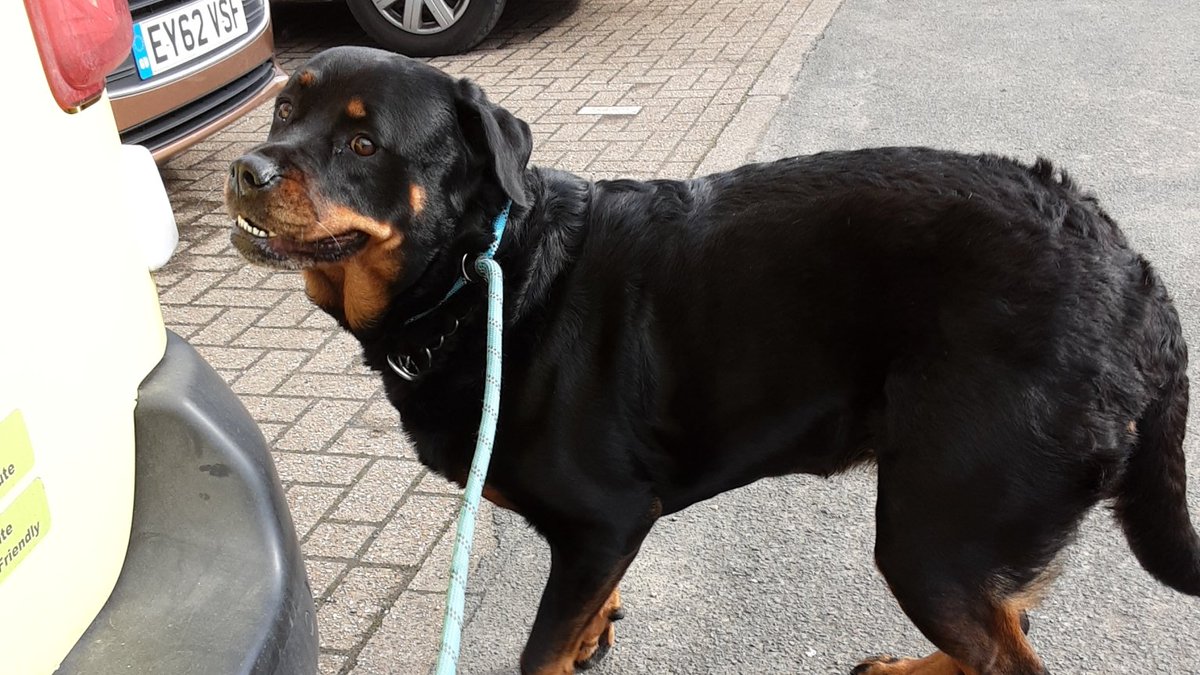AdoptionsUk's tweet photo. Please retweet to HELP FIND THE OWNERS of these 4 dogs found #ENGLAND South #LONDON
FOUND
1 #BLETCHLEY
2 #STALBANS
3 #HAVERSHAM
4 #LUTON
Now all in council pounds. They could be missing from other regions. Please SHARE WIDLEY 🍀
DETAILS 👇
https://t.co/UUUz8P3mK9
#dogs https://t.co/R5YKeidxtH