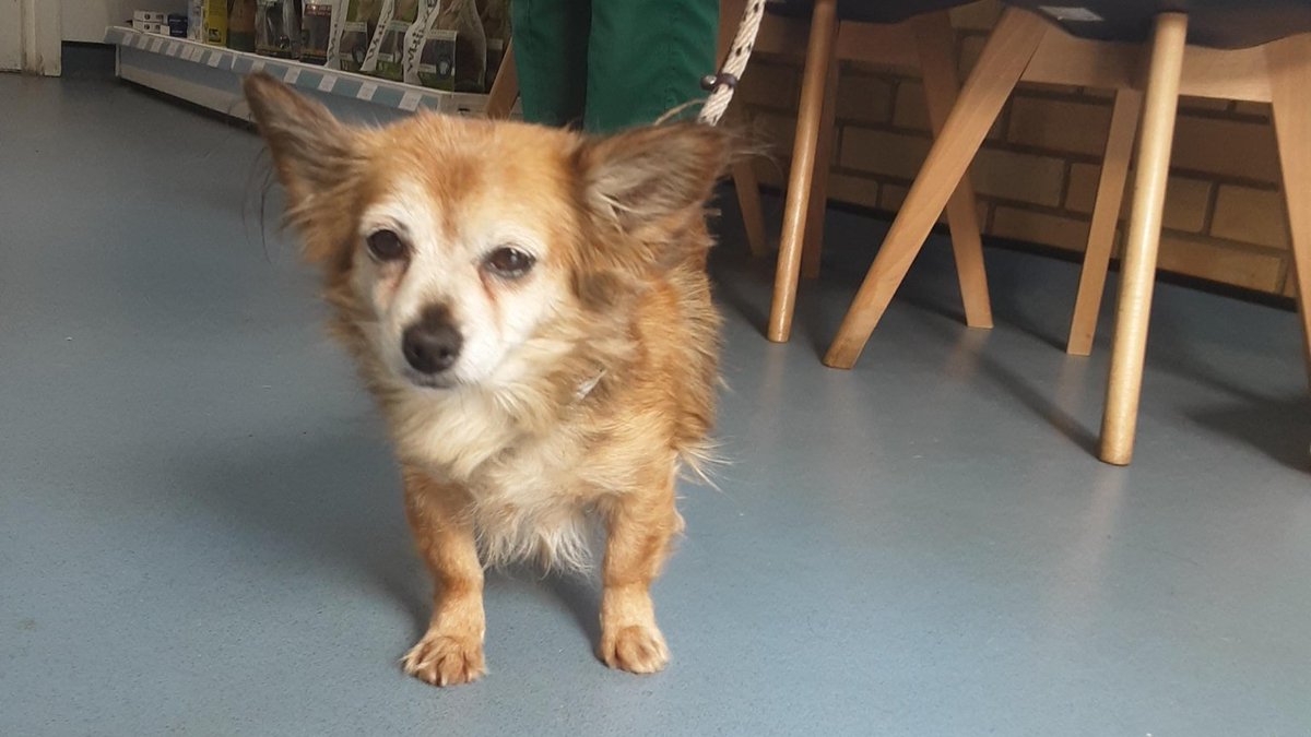 AdoptionsUk's tweet photo. Please retweet to HELP FIND THE OWNERS of these 4 dogs found #ENGLAND South #LONDON
FOUND
1 #BLETCHLEY
2 #STALBANS
3 #HAVERSHAM
4 #LUTON
Now all in council pounds. They could be missing from other regions. Please SHARE WIDLEY 🍀
DETAILS 👇
https://t.co/UUUz8P3mK9
#dogs https://t.co/R5YKeidxtH