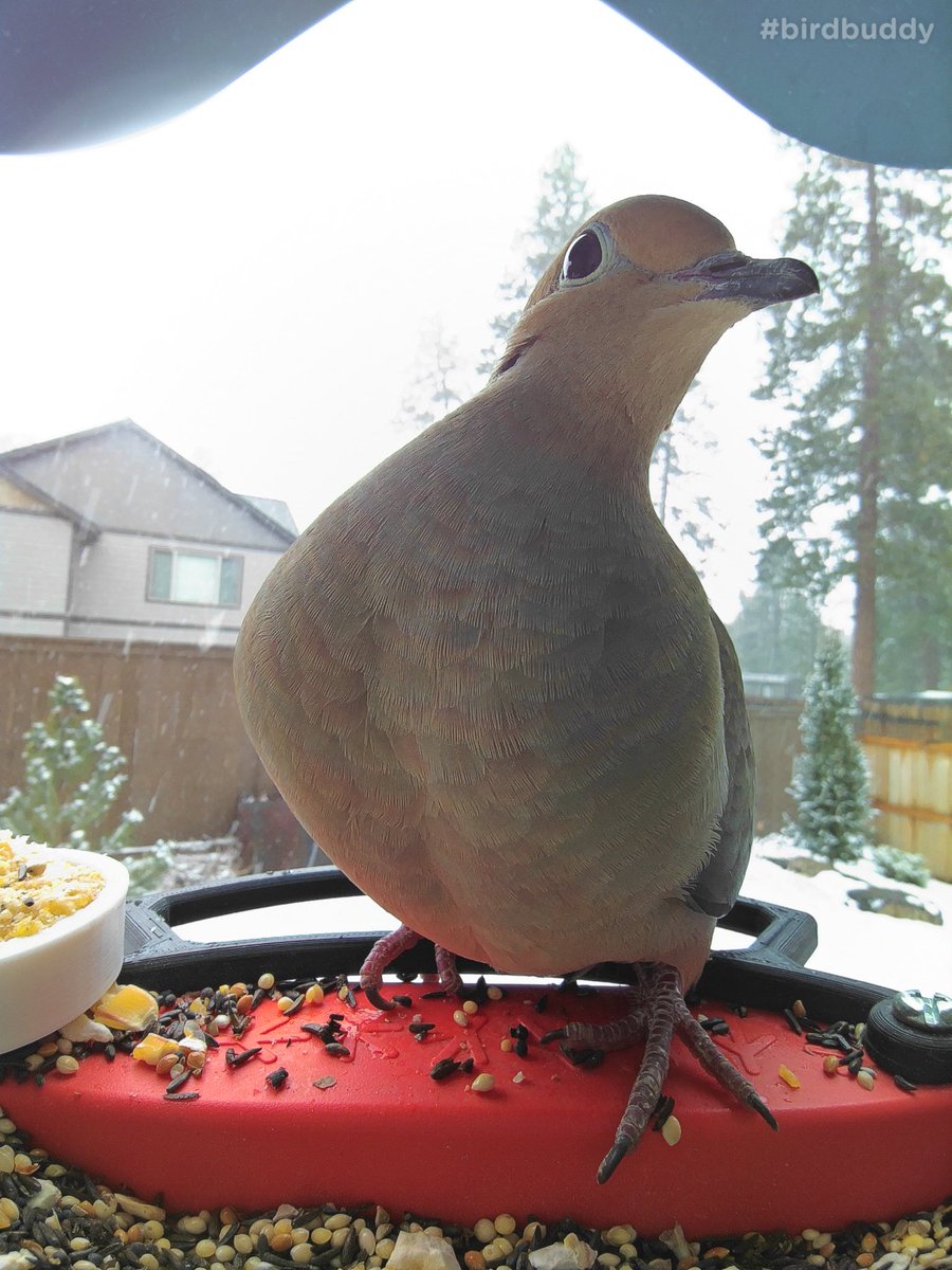 Bookwyrmme's tweet photo. Is this my good side? 
Mourning dove in Oregon.  #birdbuddy #photography https://t.co/G9PbpXX1x9