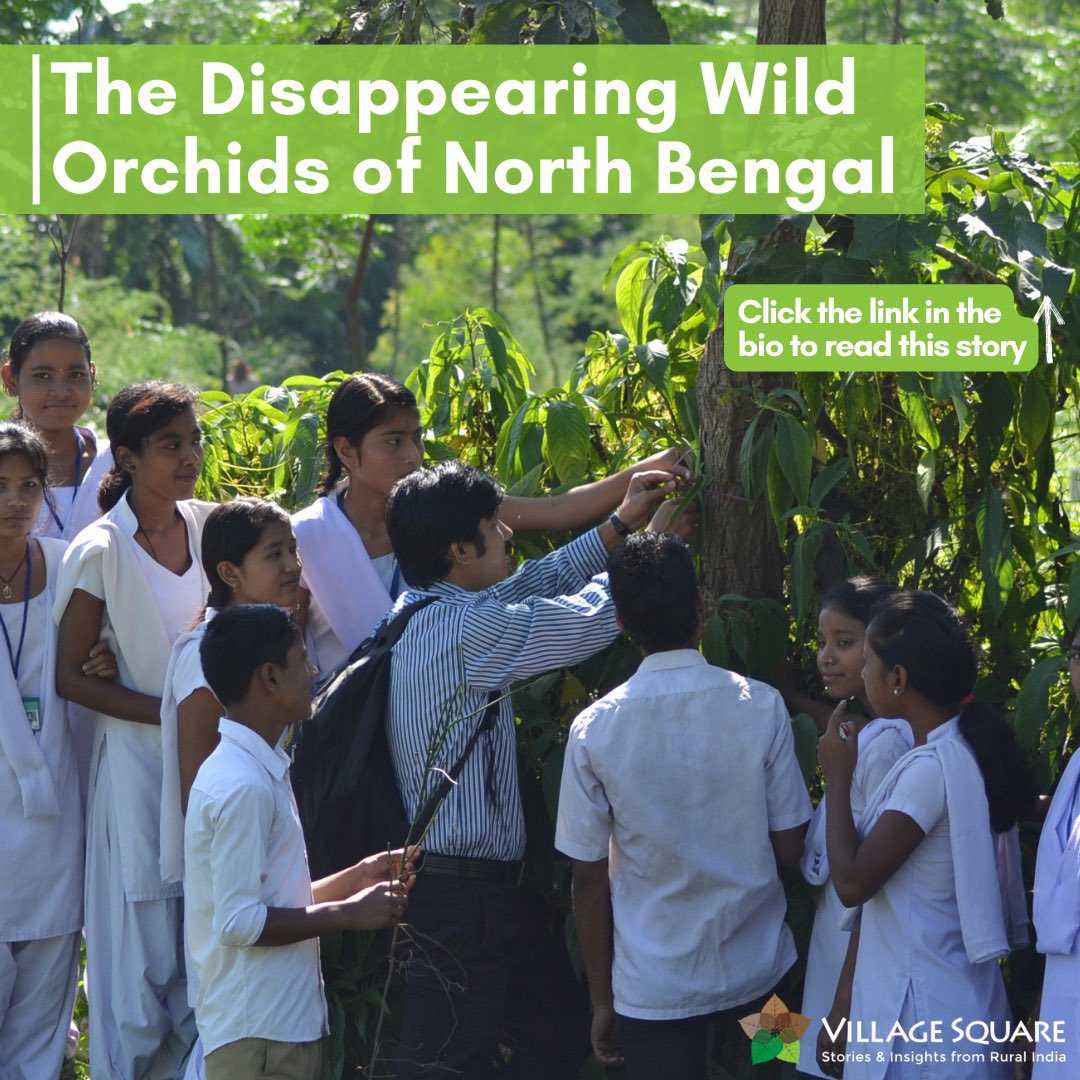 VillageSqIndia's tweet photo. North Bengal's wild orchids are slowly
disappearing due to deforestation and air pollution, 

Conservationist Ashish Kumar Roy has taken up the mission to give these orchids a new home on trees. 

🔗Want to learn more about the importance of these orchids on our ecosystem? Click the link to read  the full story by Usha Rai now!👇

https://t.co/Z0VdhFnCeO