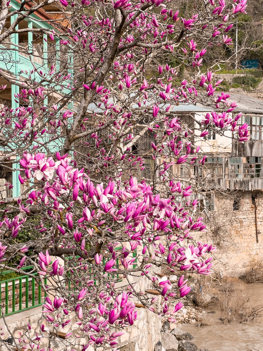 OGRDNKV's tweet photo. В Кутаиси ПИЗДЕЦ как красиво цветёт магнолия 🌸🌸🌸 https://t.co/xJQLxskfQM