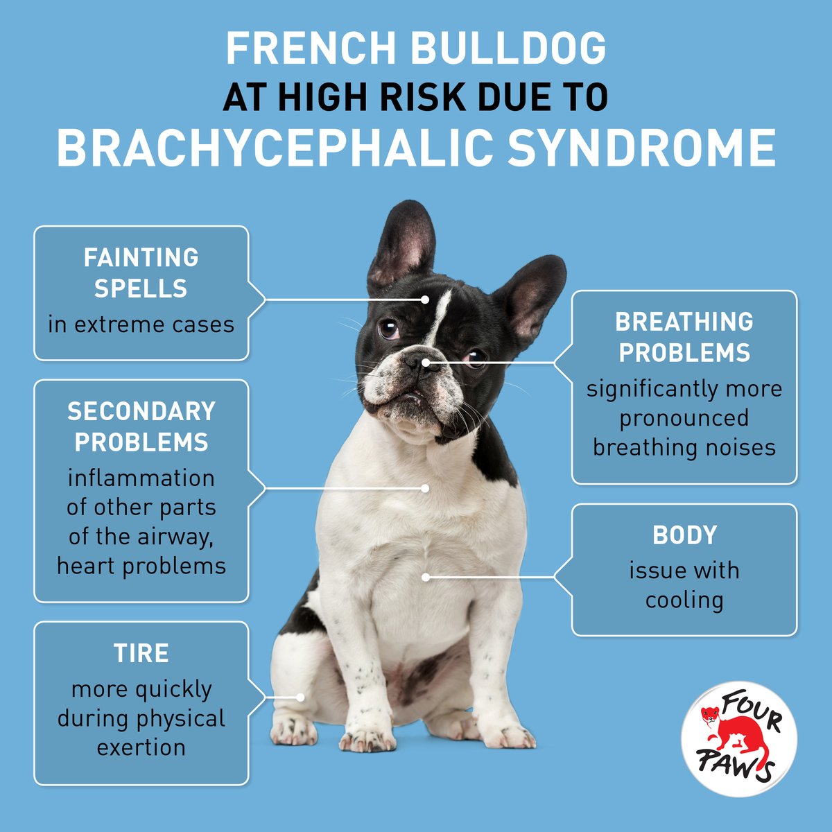 andreanparedes's tweet photo. "These cruel breeding techniques cause dogs to develop genetic disorders, which are also inherited by future generations. These practices may also lead to severe health issues caused by drastic physical features like the short noses of pugs and bulldogs." #39canimals https://t.co/289xxcBwJg