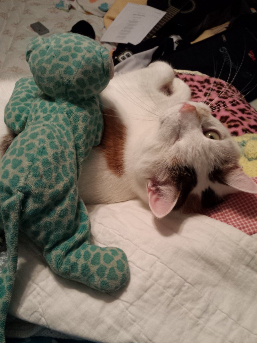 SRona_58's tweet photo. #RIPCallie https://t.co/QQv3ouKM0C