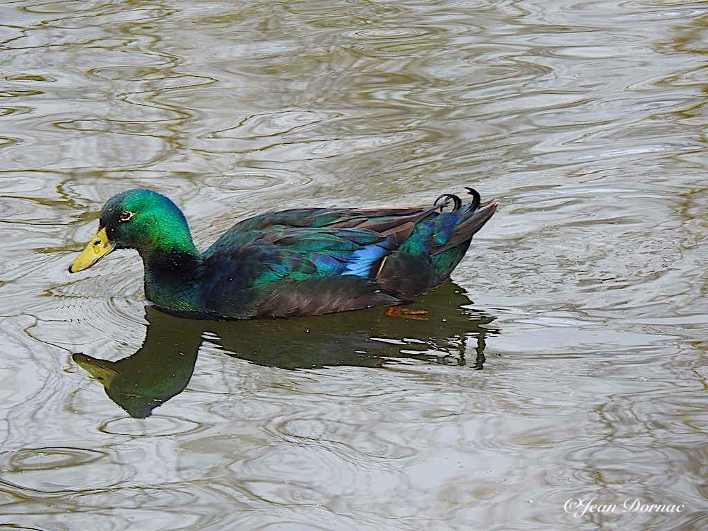 JeanDornac's tweet photo. En parlant de couleurs et de fleurs, admirons ce canard qui bénéficie de diverses teintes pour ses plumes et son cou… #parlant #couleurs #fleurs #admirons #canard #diverses #teintes #plumes #cou #parc #médiathèque #Lannion #CôteArmor #Bretagne #France https://t.co/NGpgRtl9Lc
