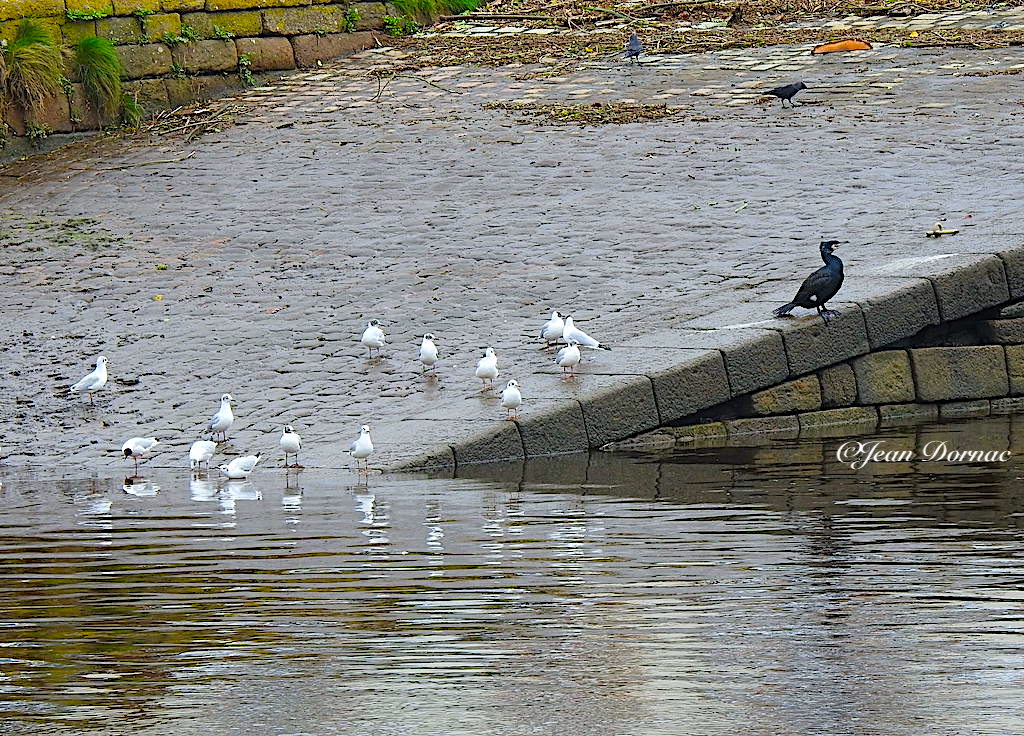 JeanDornac's tweet photo. On dirait que ces mouettes bien nombreuses n’osent pas s’approcher du cormoran, il est vrai que son bec freine les ardeurs des plus téméraires… #mouettes #approcher #cormoran #bec #freine #ardeurs #téméraires #quai #Aiguillon #Lannion #CôteArmor #Bretagne #France https://t.co/cOAENVMuy9