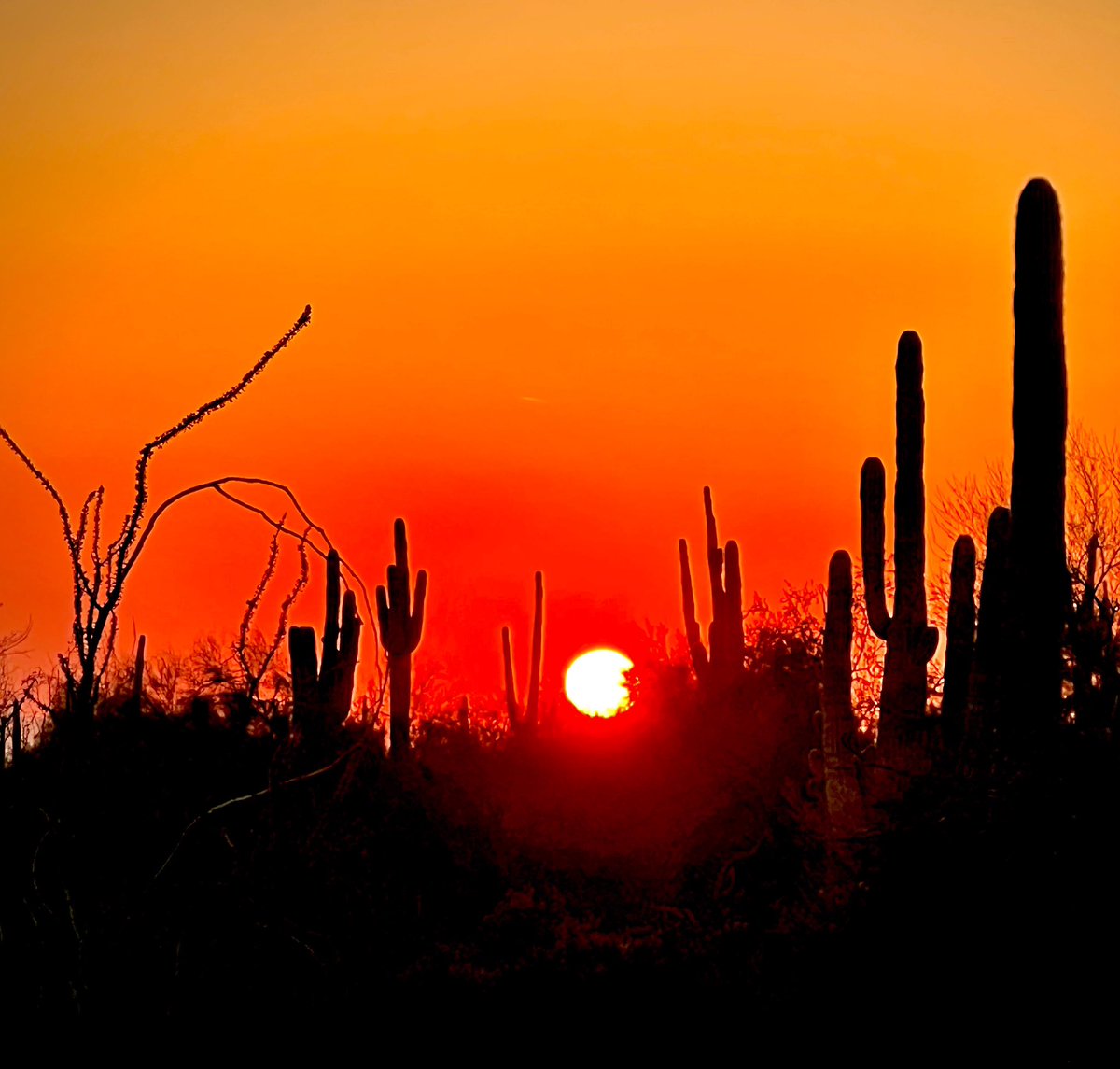 bialach's tweet photo. Cowboy sunset… 🌵🤠 

#arizona #sunset #colors #arizonahiking #outdoors #nature #naturelover #nofilter #photo #photography #explore #mountains #survival #survivalist #adventure #bushcraft #21daysurvival #camping #nakedandafraid #nakedandafraidxl #discovery #discoveryplus https://t.co/7c0chUzKIP