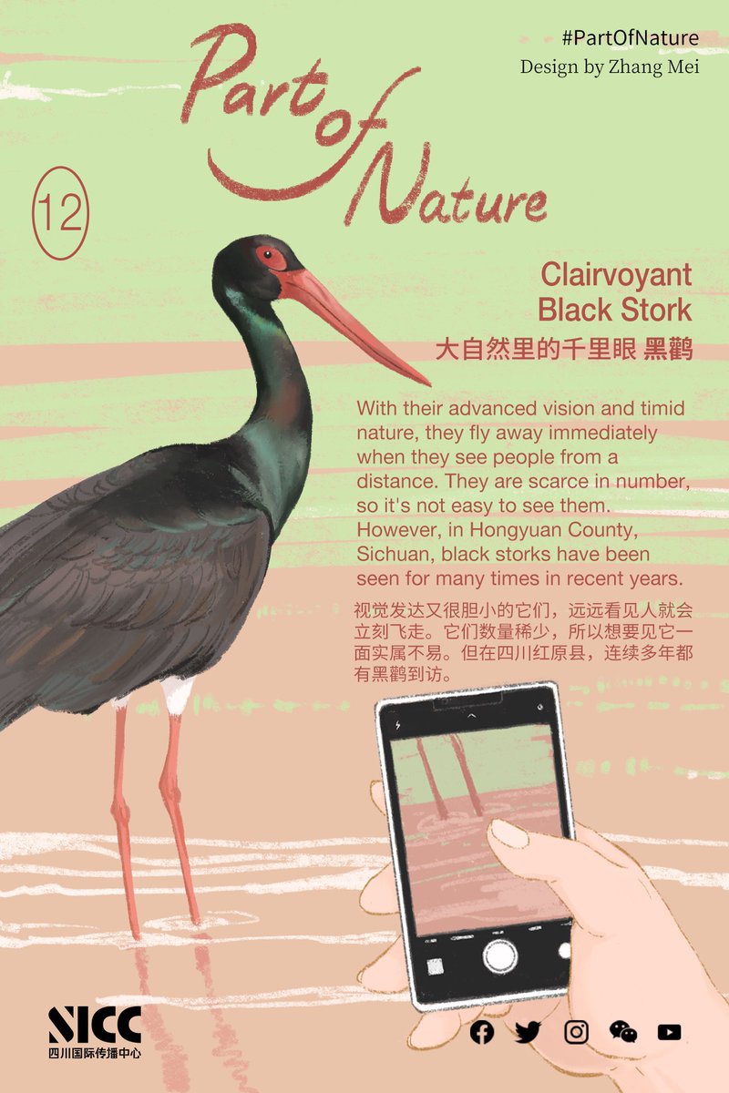 SichuanDaily's tweet photo. With their advanced vision and timid nature, they fly away at once when they see people from a distance. They are scarce in number, so it takes work to see them. However, in Hongyuan County, Sichuan, black storks have been seen many times in recent years.
#PartOfNature #wildlife https://t.co/upI2Yubhie