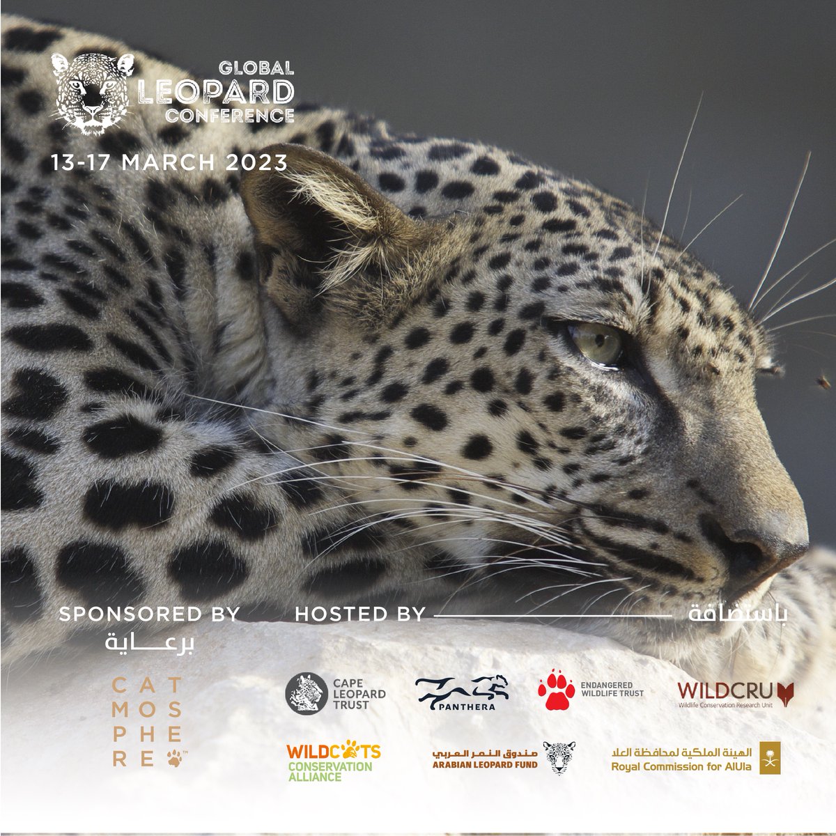 Catmosphere will today present a screening of our Arabian Leopard Deep Dive Series at the @LeopardConf online.  You can tune in for free at 15.45 European CET ( 17.45 Arabia Standard Time, 09.45 US ET) using the link leopardconference.org/free-to-attend