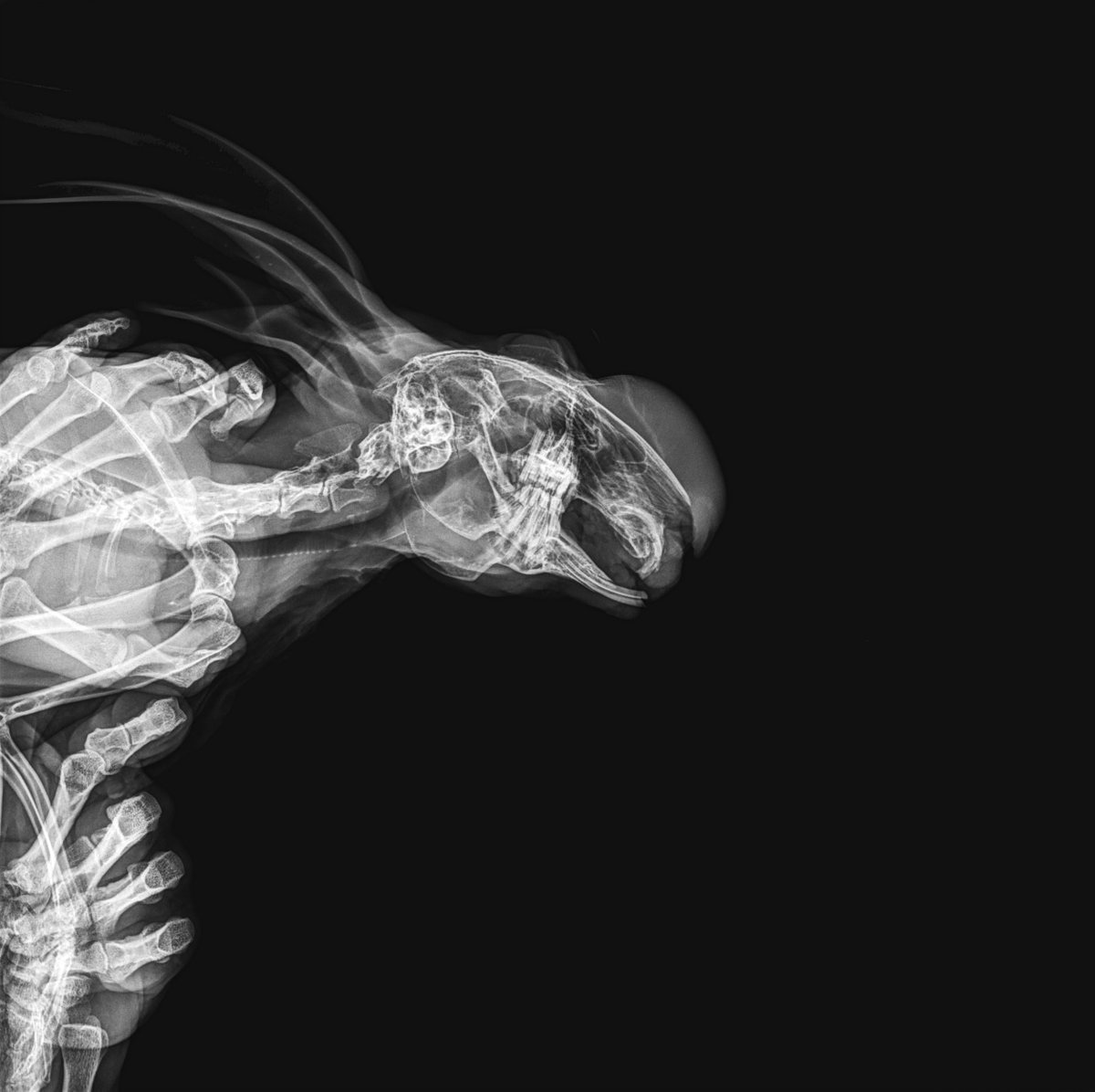 brokenbones91's tweet photo. Great news! 
The second piece of the BrokenBones NFT collection is now up for auction on @exchgART.
Don't miss your chance to own this unique piece of digital art and support our mission to provide veterinary care to animals in need.
Bid now! 

Link down below!👇 https://t.co/AWoOElqvt6