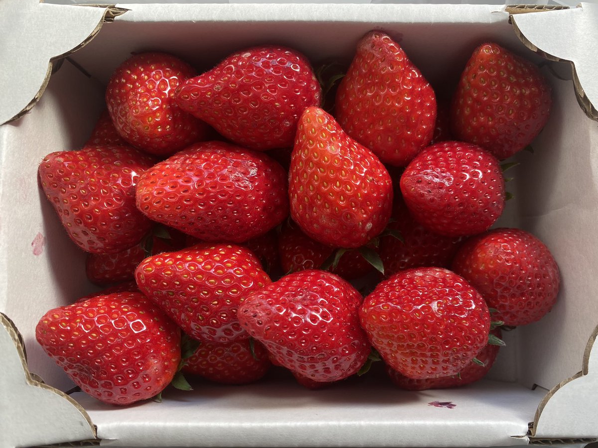 yuni___x's tweet photo. 真っ赤ないちご頂いた🍓✨うれしい☺️
美味しかった！ https://t.co/SyHHN6JxLC