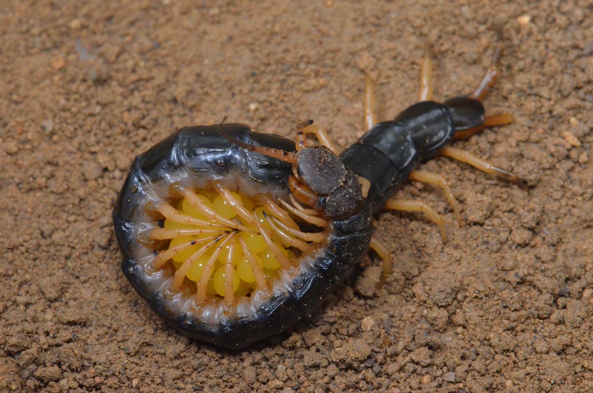 toyotahotarum's tweet image. 卵を守る長い蟲