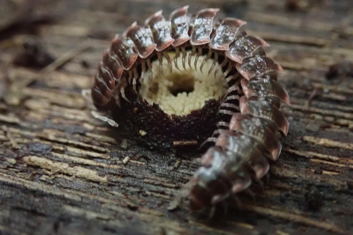 toyotahotarum's tweet image. 卵を守る長い蟲