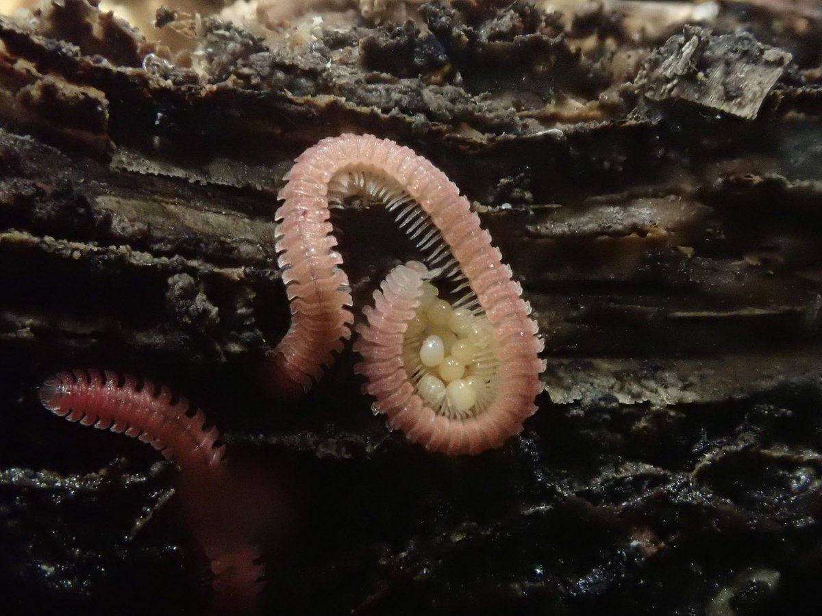 toyotahotarum's tweet image. 卵を守る長い蟲