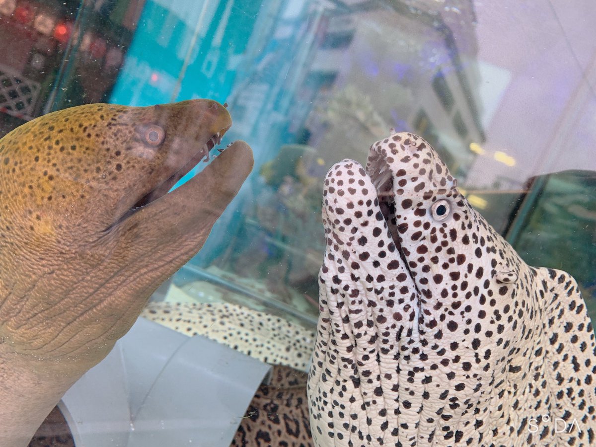 水族館かと思いきやドン・キホーテです。

うつぼ〜ε( ε ᐛ)э。゜ https://t.co/bQyzLPgHOs