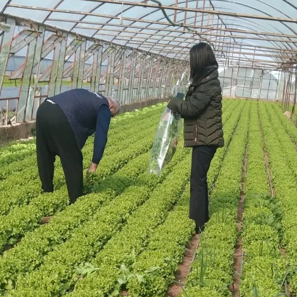 antalyailtarim's tweet photo. #Finike'de öğrencilere #gıda alımı ve tüketimi ve hijyen konularında dikkat edilmesi gerekenleri anlattık. #Muratpaşa'da sebzelerde hastalık ve zararlı kontrolü yaparak kalıntı takibi için numuneler aldık.
#GelecekTarımda #Alo174

@VahitKirisci 
@ersinyazici1 
@gokhankaraca_ https://t.co/9O5JAOQwIc