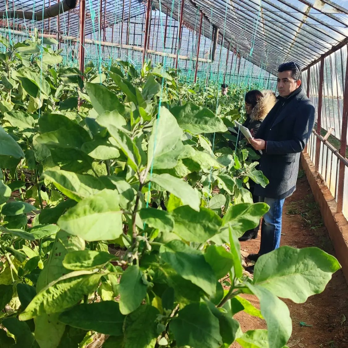antalyailtarim's tweet photo. #Finike'de öğrencilere #gıda alımı ve tüketimi ve hijyen konularında dikkat edilmesi gerekenleri anlattık. #Muratpaşa'da sebzelerde hastalık ve zararlı kontrolü yaparak kalıntı takibi için numuneler aldık.
#GelecekTarımda #Alo174

@VahitKirisci 
@ersinyazici1 
@gokhankaraca_ https://t.co/9O5JAOQwIc