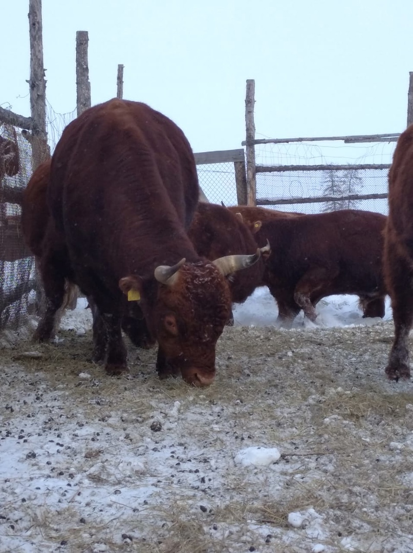 Fresh photo of Kalmyk cows in the Pleistocene park. Recall that the cows were taken to the park after once again it was not possible to bring bison. After that, it was decided to use a more affordable alternative in the form of Kalmyk cattle.