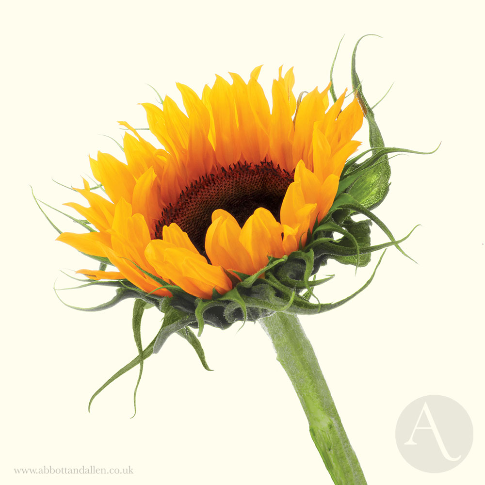 Experience our full range of nature inspired greeting cards and art prints at our online shop. abbottandallen.co.uk

#UKmakers #shopindie #CraftBizParty #basingstoke #hampshire #nature #feathers #flowers #gardening #artprints #greetingcards #birds #creative  #giftideas