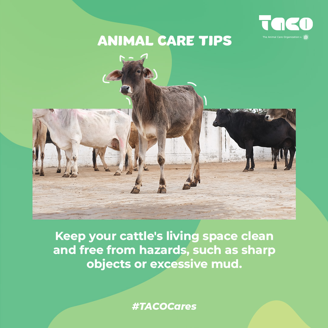 theanimalcareo1's tweet photo. By taking the time to maintain a safe and clean environment, you can ensure your cattle stay healthy and happy. Let's work together to keep our animals safe and thriving! #CattleSafety #HealthyLivestock #FarmLife
@AnilAgarwalF https://t.co/8iJlqHG3ON