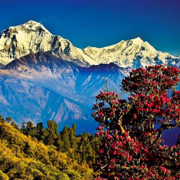 Can you guess the name of

this breathtaking Himalayan

peak?

It has huge significance in

both Kumaon & Garhwal of Uttarakhand.

#treking #MountainPeak

#uttrakhand