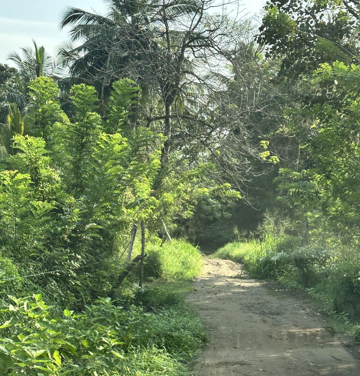 Pathway to the Rideemaliyadda Office. 😍

#offthebeatenpath #jungle #rideemaliyadda #uva #srilanka #lk #fieldvisit