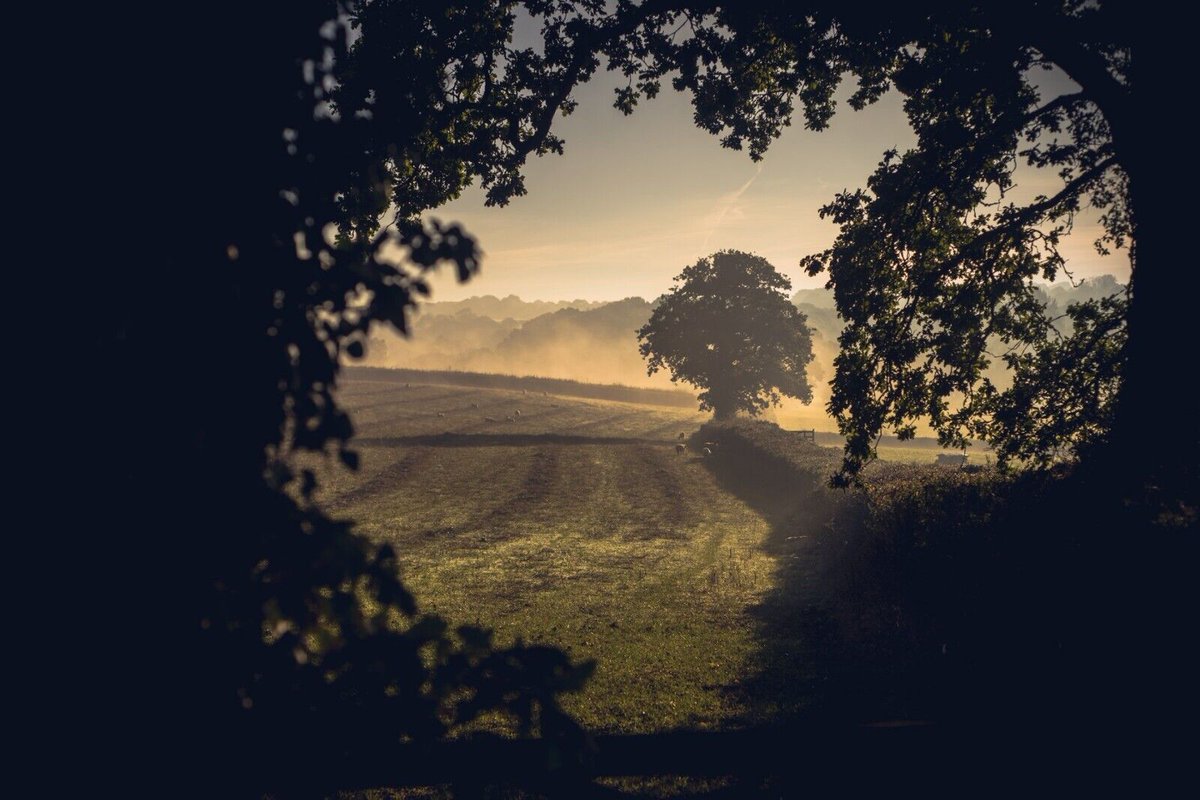 15' x 10' #Hahnemühle #PhotoRag #FineArt #Photographic #Print of #Oaks in the #Mist near #Iddesleigh in #Devon 😍 available on my #ebay shop! #devonphotography #englishcountryside 📷 ebay.co.uk/itm/2349255928…