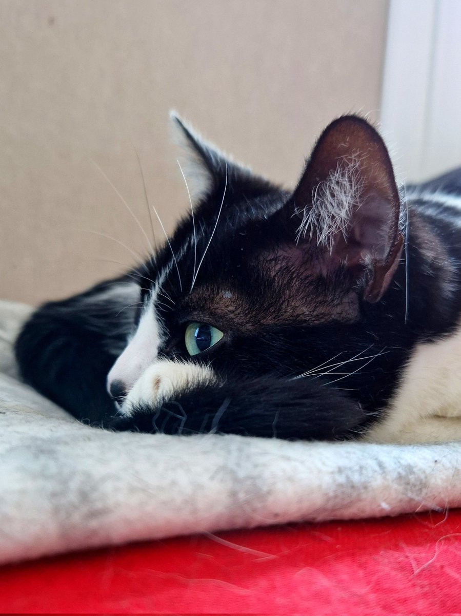 DobbyCoeur's tweet photo. Ce n'est pas chamedi, mais c'est tout comme!

Bonne sieste à toutes et à tous! https://t.co/fggfAenG7L