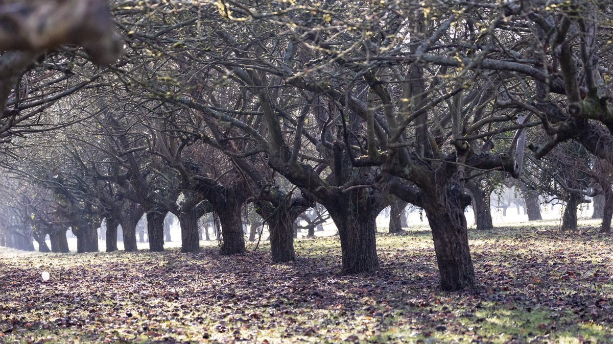 Bonkers Busway Cambs (@bonkersbusway) on Twitter photo In less than a week, on the 21st March <a href="/CambsCC/">Cambridgeshire County Council</a> will vote on whether to DESTROY  its largest traditional orchard. A HABITAT OF PRINCIPAL IMPORTANCE, a 1000 trees, for a £200m tarmac road for buses. A loss @greatercambs claim can be “lessened to non-significant” in 30 years by In less than a week, on the 21st March <a href="/CambsCC/">Cambridgeshire County Council</a> will vote on whether to DESTROY  its largest traditional orchard. A HABITAT OF PRINCIPAL IMPORTANCE, a 1000 trees, for a £200m tarmac road for buses. A loss @greatercambs claim can be “lessened to non-significant” in 30 years by