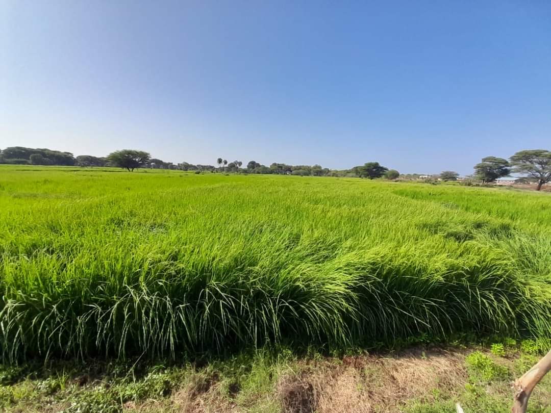 Noor Abdirashid 🇰🇪 tweet media