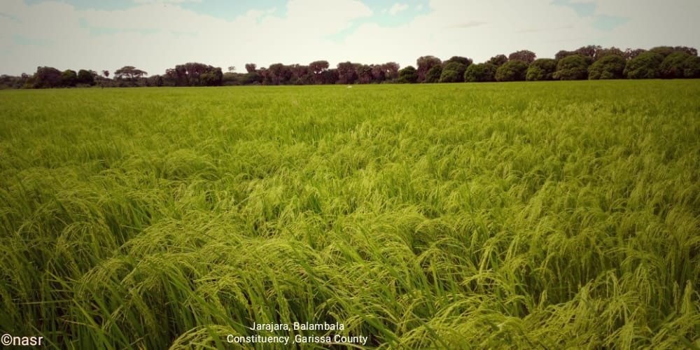 Noor Abdirashid 🇰🇪 tweet media