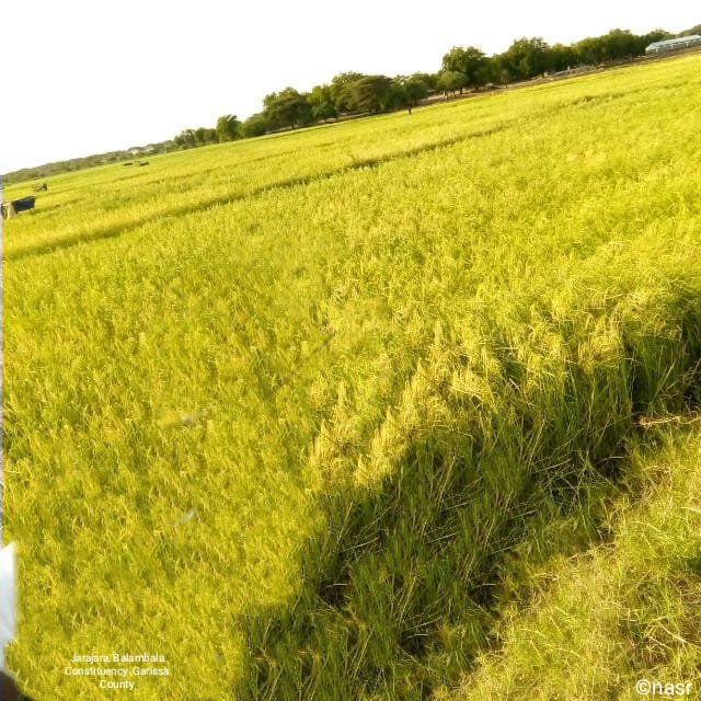 Noor Abdirashid 🇰🇪 tweet media