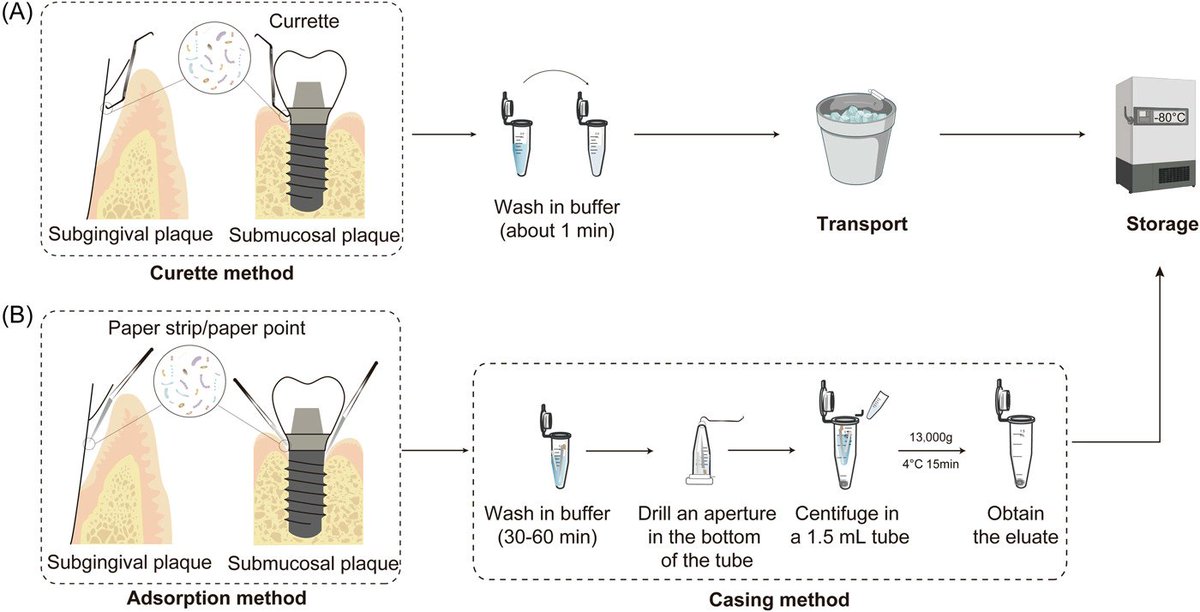 iMeta (@imetascience) on Twitter photo The sampling strategy of oral microbiome. This protocol introduced sample collection, transport, processing, and storage of oral microbiome.
#protocol #oralhealth #microbiome
<a href="/wileymicrobio/">Wiley Microbiology</a> <a href="/WileyHealth/">Wiley Clinical Health</a> <a href="/WileyBiomedical/">Wiley Biomedical Science</a>
onlinelibrary.wiley.com/doi/10.1002/im… The sampling strategy of oral microbiome. This protocol introduced sample collection, transport, processing, and storage of oral microbiome.
#protocol #oralhealth #microbiome
<a href="/wileymicrobio/">Wiley Microbiology</a> <a href="/WileyHealth/">Wiley Clinical Health</a> <a href="/WileyBiomedical/">Wiley Biomedical Science</a>
onlinelibrary.wiley.com/doi/10.1002/im…
