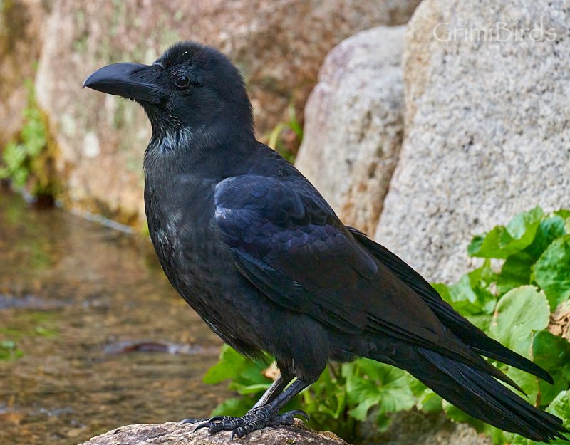 DrRGrimalt's tweet photo. Durant els propers #100dies, cada dia penjaré un #ocell del #japo
Avui toca #Corb de la #selva (#Corvus #macrorhynchos)
Si en voleu veure més:
https://t.co/dgeQfB7kPw
#japanbirds #ocellsdeljapo #ornitologia #ornithology #birds #birding #photography #sony #nature #pictures https://t.co/H37jQFVogN