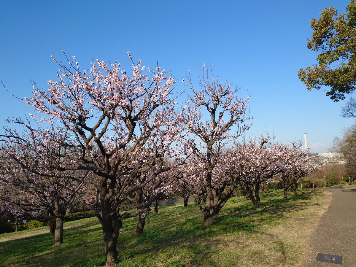「桜が咲いてる一角があって、気持ちがあたたかく開きました。 」|夜麻みゆき『刻の大地　天秤の代理』CFリターン制作中のイラスト