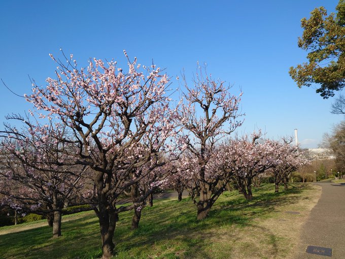 桜が咲いてる一角があって、気持ちがあたたかく開きました。 