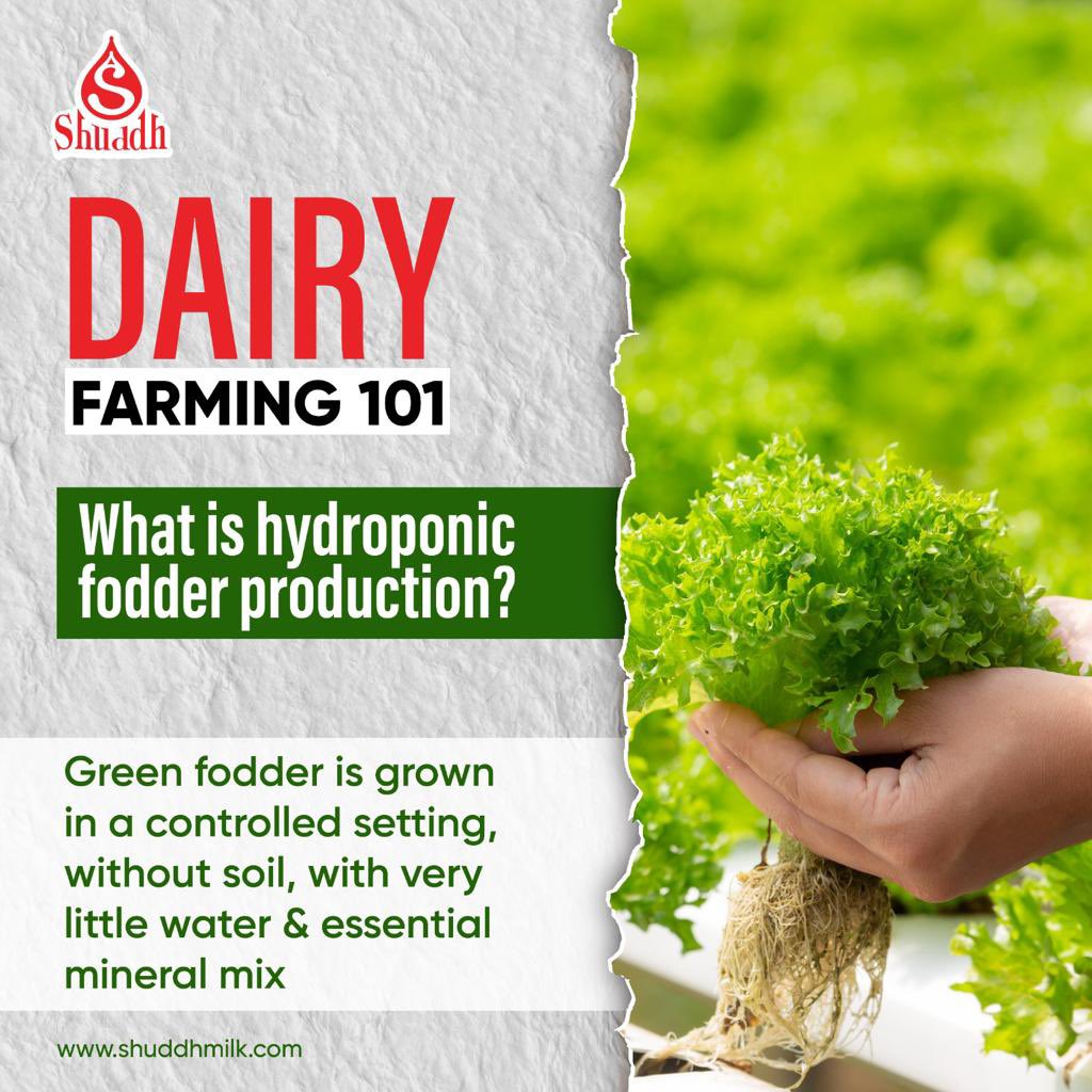 Hydroponic fodder production can play a significant role in dairy farming by providing a sustainable, cost-effective, and high-quality source of feed for dairy cattle.

 #HydroponicFodder #SustainableFarming
#DairyFarming
#SustainableAgriculture
#SustainableLivestock #Shuddh