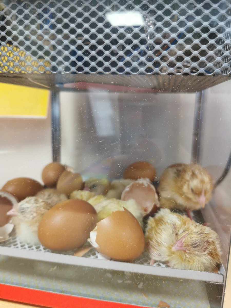Miss_Worby's tweet photo. First time that I've had chicks in my classroom. The children weren't told what were going to hatch, so we wrote our own predictions after doing class research into what animals come from eggs. They're going to be so excited! #edutwitter https://t.co/jlqbJGw27B
