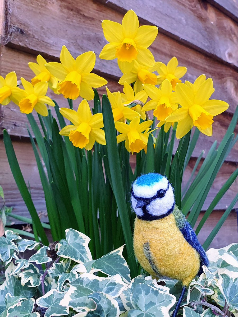 Hello … Spring is here, and with it a new needle felted blue tit! 

#needlefelt #needlefelted #needlefelting #woolsculpture #fibreart #handmadeuk #creations #creative #wool #MHHSBD #bluetit #needlefeltedbird #madeindevon
