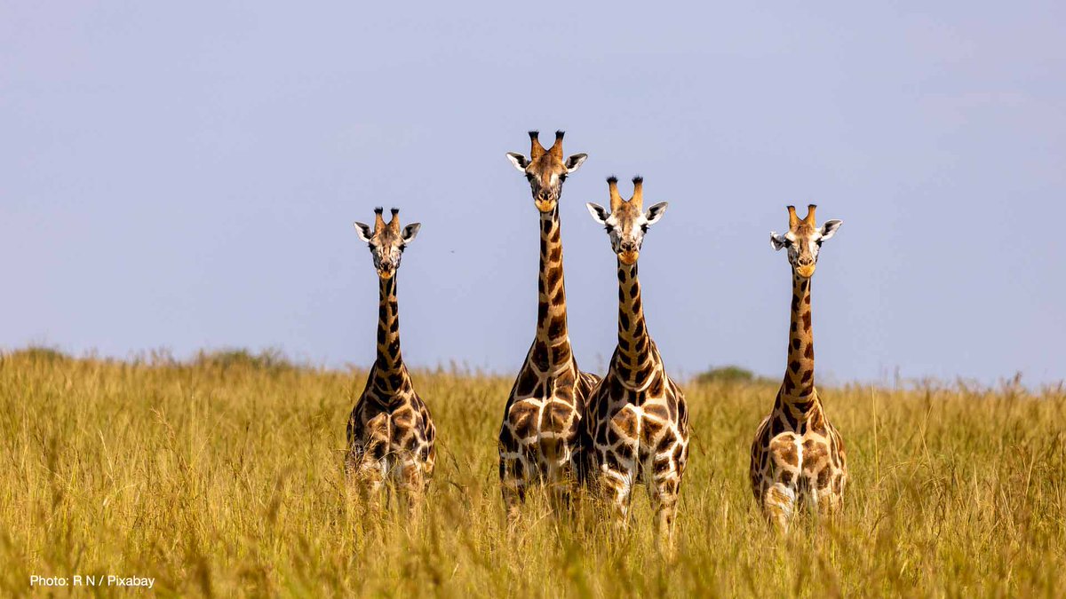 The decisions made over the coming years will be crucial in halting &amp; reversing #biodiversity loss. The Integrated Biodiversity Assessment Tool is a ‘one-stop shop’ service for authoritative global #biodiversity info.

Learn more about IBAT bit.ly/3koSkud