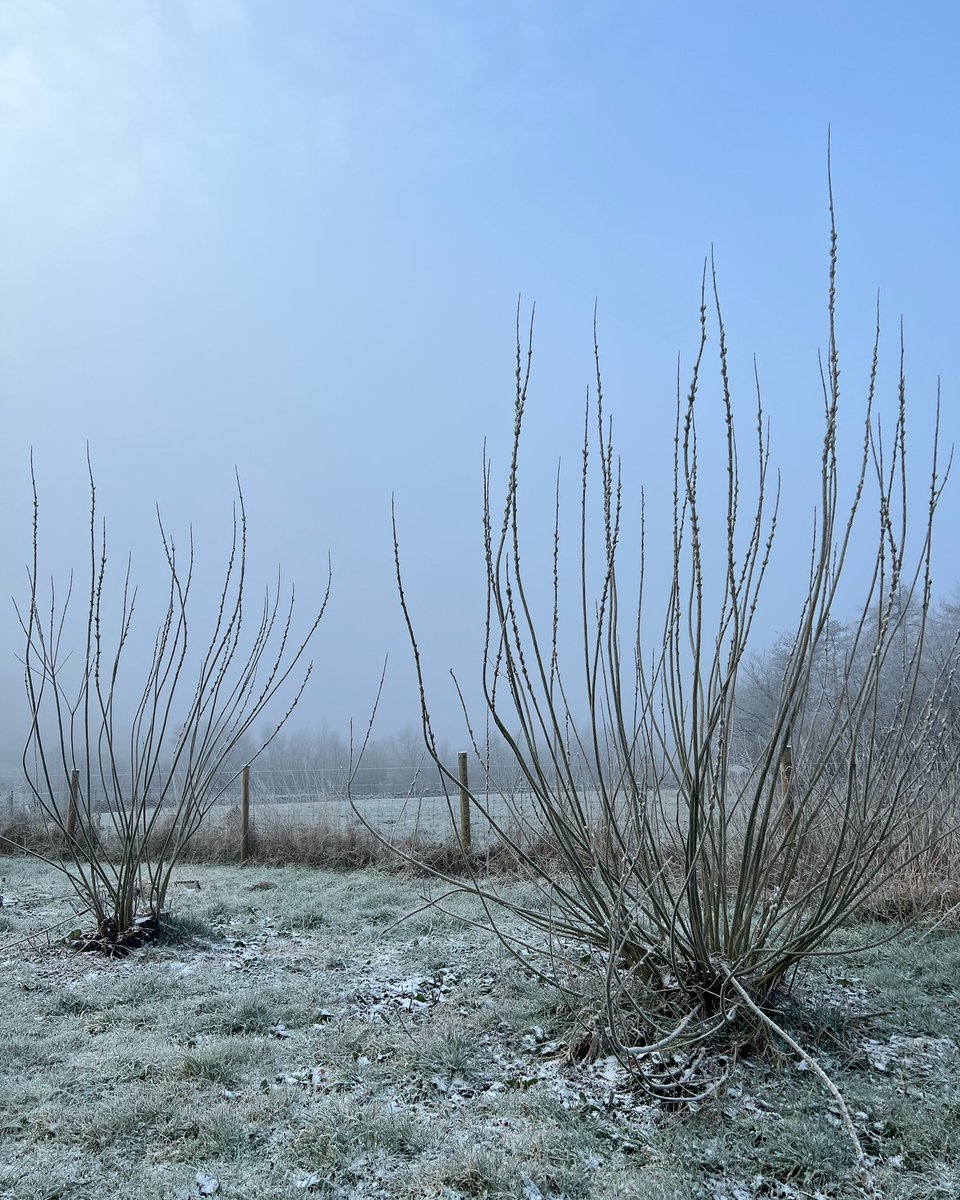 jackwallington's tweet photo. Coppiced willow looking like giant sea urchins #wildway #wildwaynewsletter https://t.co/D5m8BegfTB