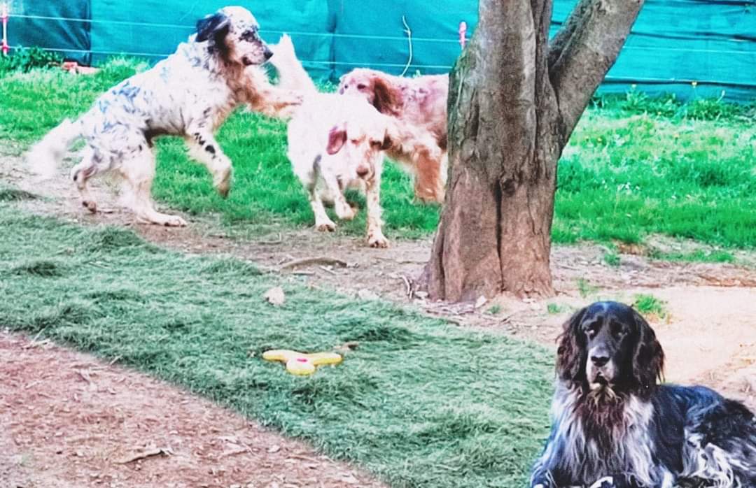 ascaandif's tweet photo. ¡Aquí tenéis a nuestros chicos guapos en el refugio! Todos buscan un hogar. Si queréis conocerlos y darles una oportunidad de formar parte de vuestra familia...⬇️
🐶☎️600805664 (Gabi) #acoge #adopta #acogida #adopción https://t.co/AC2lOvyNSQ