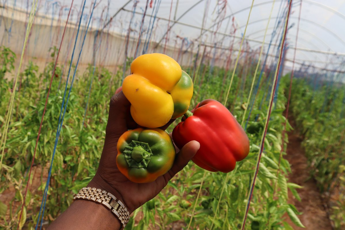 ecoSokoni's tweet photo. Fresh from the farm straight to your kitchen while maintaining freshness, authenticity and quality, therefore, promoting our hardworking farmers as they strive to feed the nation.
To make your order, Call/Text/Whatsapp 0717 256565 or https://t.co/Kz7KLmUnD5

#FoodSecurity https://t.co/G25boSXkmS