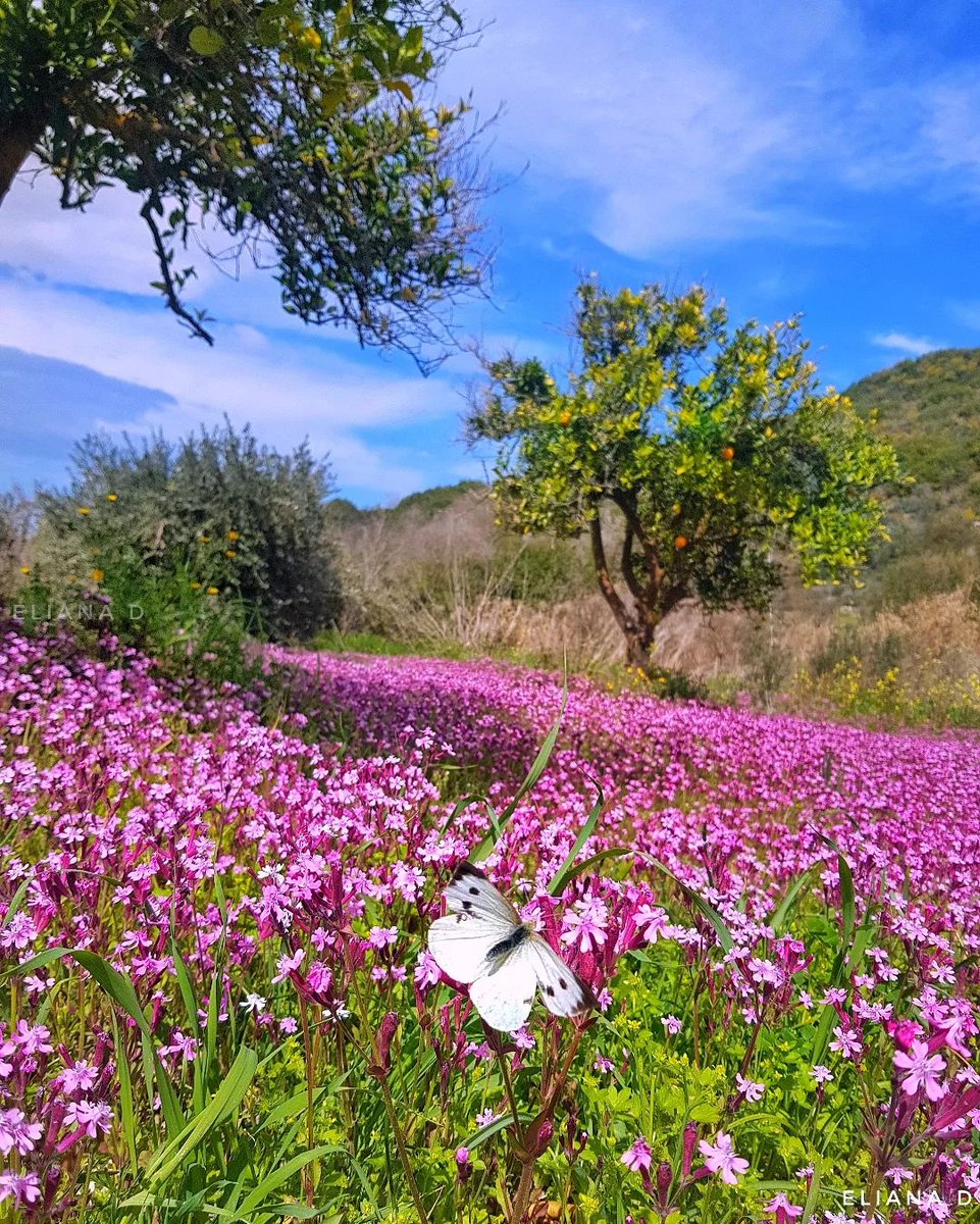 visitcyprus's tweet photo. Get off the beaten path for a taste of exquisite natural beauty and discover the real heart of Cyprus. 🦋🌼

📷 IG elianadionysiou

#visitcyprus #lovecyprus #giolou #pafos #VisitPafos #PafosRegion https://t.co/cqa7McO3CQ