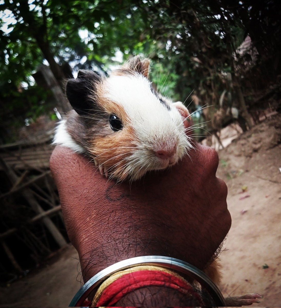 _Someonealone__'s tweet image. ସାନଭାଇ ଘରକୁ ଆଣିଛି #ମୂଷା ,
Cute ଲାଗିବାରୁ ଫଟୋ ଦୁଇ ଚାରିଟା ଉଠେଇ ଦେଲି।
#MikeyMouse🐁 
#MyPhotography