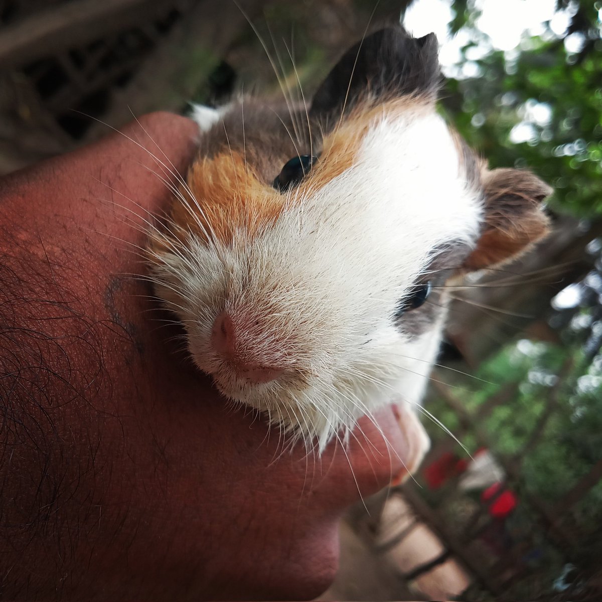 _Someonealone__'s tweet image. ସାନଭାଇ ଘରକୁ ଆଣିଛି #ମୂଷା ,
Cute ଲାଗିବାରୁ ଫଟୋ ଦୁଇ ଚାରିଟା ଉଠେଇ ଦେଲି।
#MikeyMouse🐁 
#MyPhotography